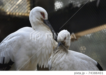 コウノトリ　ナルシスト　二羽 74386401
