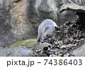 ユーラシアカワウソ　ズーラシア動物園 74386403