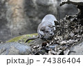 カワウソ　動物園 74386404