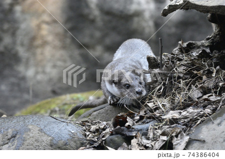 カワウソ　動物園 74386404