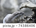 カワウソ　自然 74386406