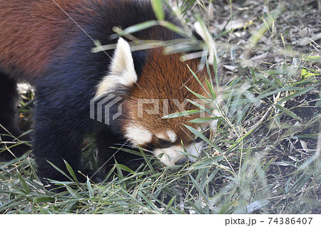 レッサーパンダ　食べてる時も可愛い 74386407