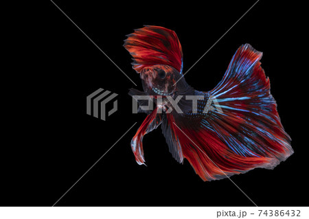 The moving moment beautiful of blue and red siamese betta fish with copy space. 74386432