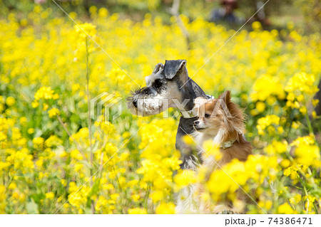 菜の花畑でお座りをするチワワとシュナウザー 菜の花畑でお座りをするチワワとシュナウザー 74386471