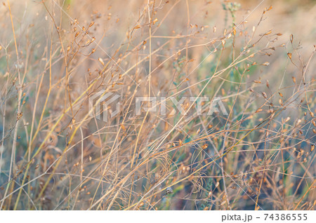 Wild field with flowers, delicate delicate plants on beautiful blurred background close-up. Autumn nature, dry yellowed plants. 74386555
