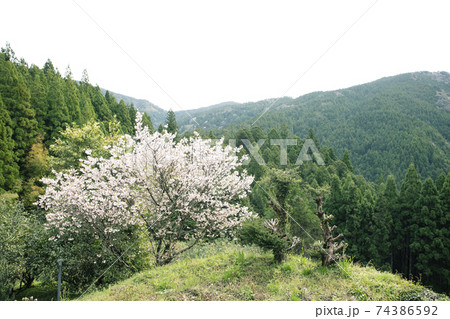 山の中の桜 山の中の桜 74386592