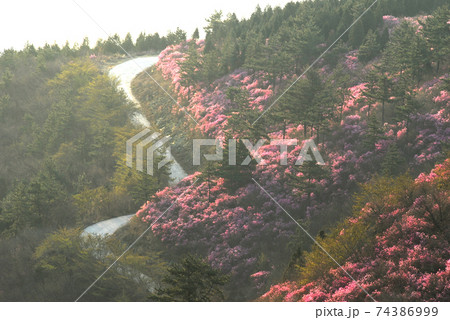 花 万 桜 74386999