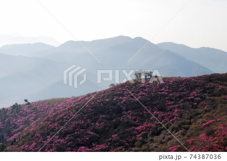 花 万 桜 74387036