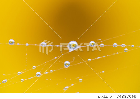 水滴 花 ヒマワリ 74387069