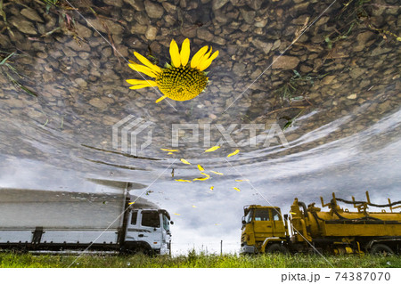 花 ヒマワリ 波長 74387070