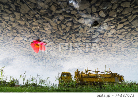 花 植物 波長 74387072