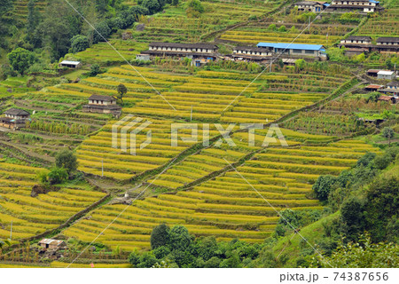 Rice field in Nepal Rice field in Nepal 74387656