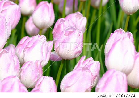 ピンク色のチューリップ 74387772