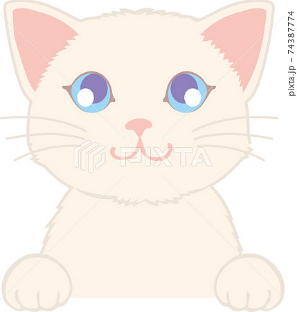 手を出して上を見る猫 手を出して上を見る猫 74387774