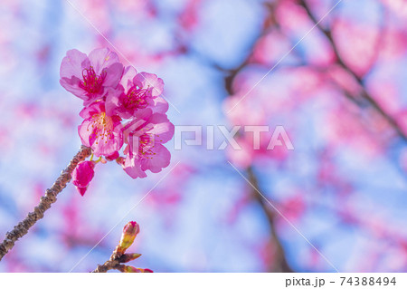 京都 淀水路の河津桜 京都 淀水路の河津桜 74388494