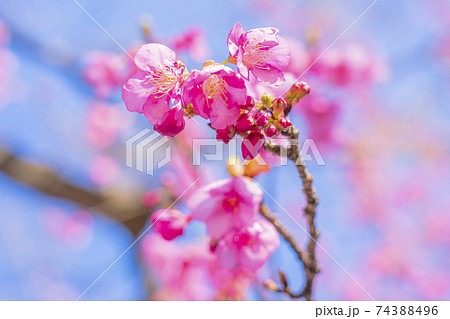 京都 淀水路の河津桜 京都 淀水路の河津桜 74388496