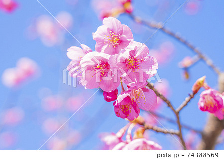 京都　淀水路の河津桜 74388569