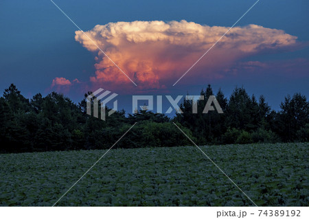 ある夏の夕方 軽井沢の外れの野菜畑の上に浮かんだオレンジ色の雲の写真素材