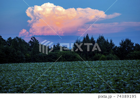 ある夏の夕方 軽井沢の外れの野菜畑の上に浮かんだオレンジ色の雲の写真素材