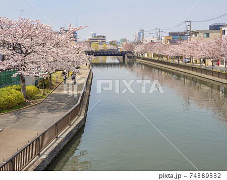 新川千本桜(東京都江戸川区) 新川千本桜(東京都江戸川区) 74389332
