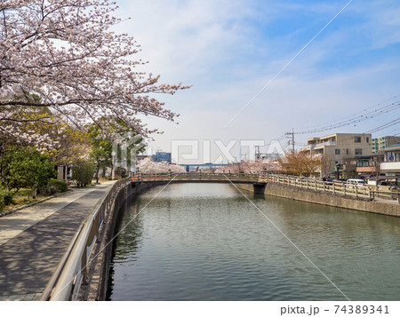 新川千本桜(東京都江戸川区) 74389341