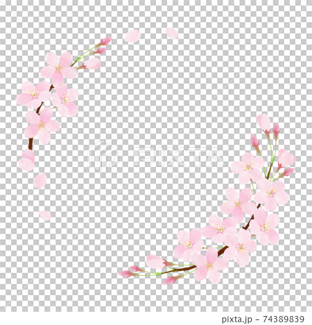 Sakura Line Frame Sakura Frame 3_Sakura Sakura Somei Yoshino - Stock Illustration ...