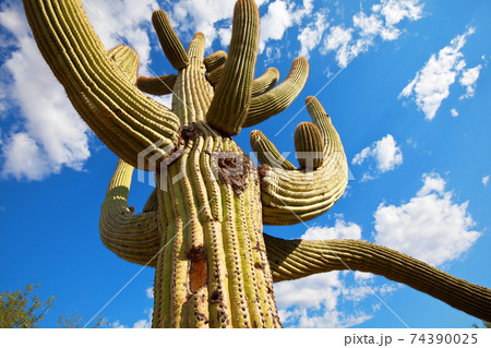 Cactus Cactus 74390025