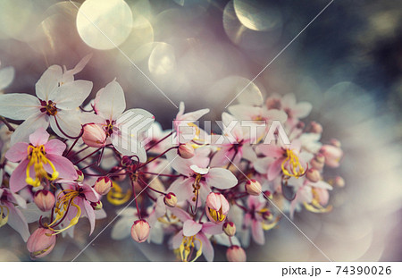 Blossoming cassia Blossoming cassia 74390026