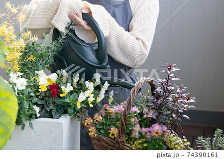 寄せ植え ガーデニングをする女性の手元の写真素材