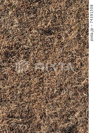 冬の芝生 74391508