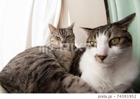 窓辺でくつろぐ猫 キジトラ・サバトラ猫 窓辺でくつろぐ猫 キジトラ・サバトラ猫 74391952