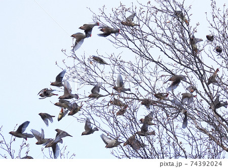 群れでやってきたヒレンジャク 74392024