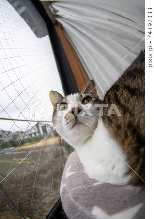 窓辺の猫（魚眼レンズ）キジトラ猫 74392033