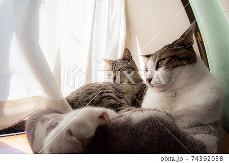 窓辺でくつろぐ猫 キジトラ・サバトラ猫 窓辺でくつろぐ猫 キジトラ・サバトラ猫 74392038