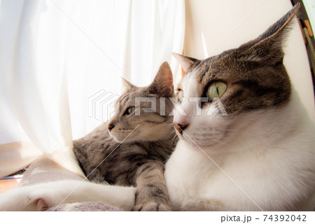 窓辺でくつろぐ猫　　キジトラ・サバトラ猫 74392042