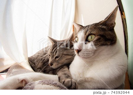 窓辺でくつろぐ猫 キジトラ・サバトラ猫 窓辺でくつろぐ猫 キジトラ・サバトラ猫 74392044