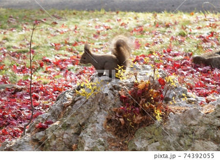 紅葉とエゾリス 紅葉とエゾリス 74392055