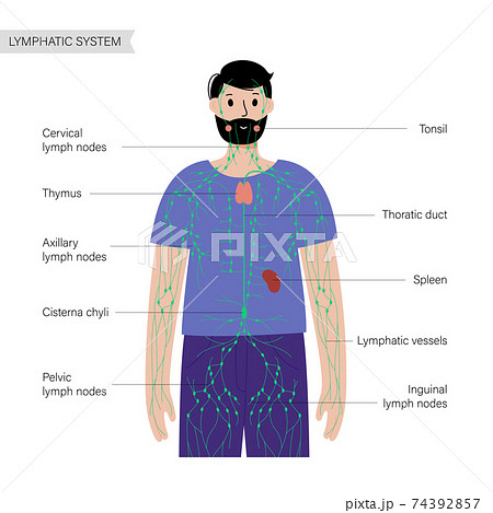 Lymphatic system in human body 74392857