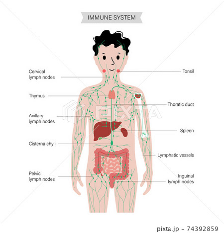 Lymphatic system in human body Lymphatic system in human body 74392859