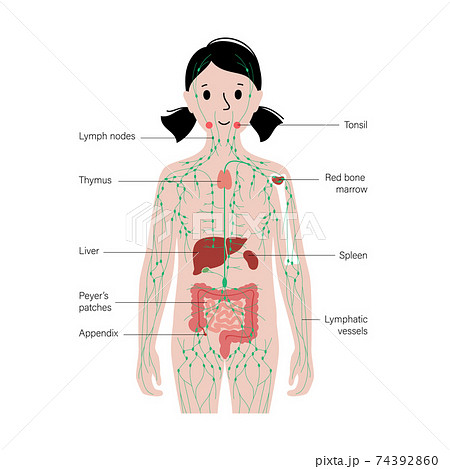 Lymphatic system in human body Lymphatic system in human body 74392860