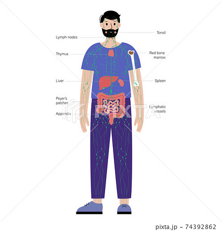 Lymphatic system in human body Lymphatic system in human body 74392862