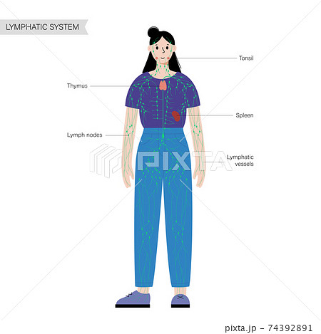 Lymphatic system in human body Lymphatic system in human body 74392891