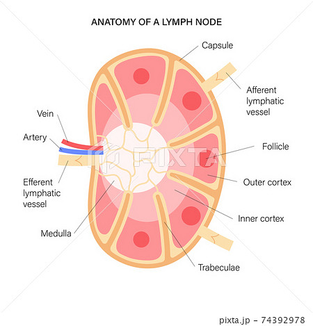 Lymph node anatomy 74392978