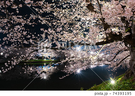 美しい弘前公園の西濠の夜桜 74393195