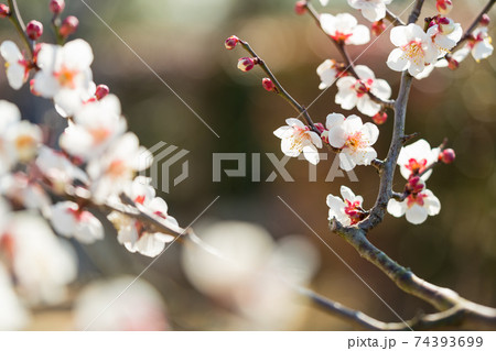 白梅の開花イメージ 白梅の開花イメージ 74393699