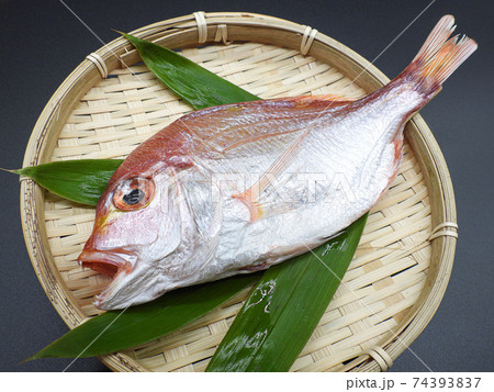 レンコ鯛の一夜干し 74393837