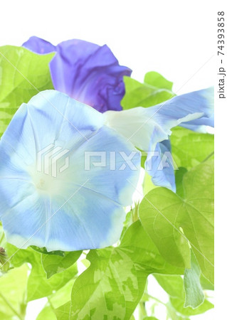 アサガオ 水色と紫の花 明るい緑の背景の写真素材