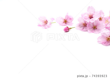 Cherry blossom isolated on white background. sign of spring 74393923
