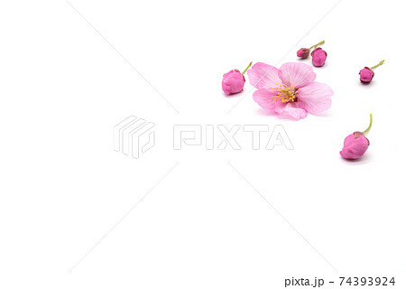 Cherry blossom isolated on white background. sign of spring Cherry blossom isolated on white background. sign of spring 74393924