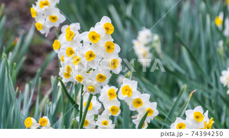 房総半島の春の知らせ 水仙の花の写真素材